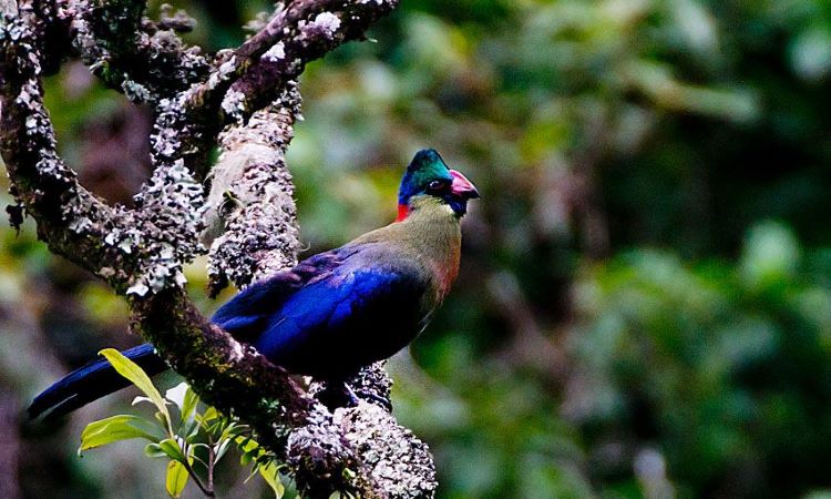 Rare Bird Species East Africa