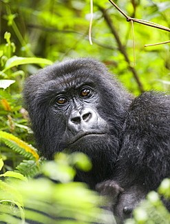 Mountain Gorilla Trekking Uganda