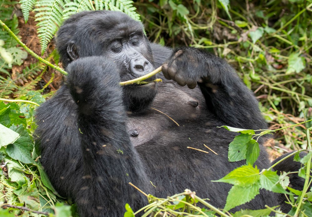 Wildlife Tourism Experts