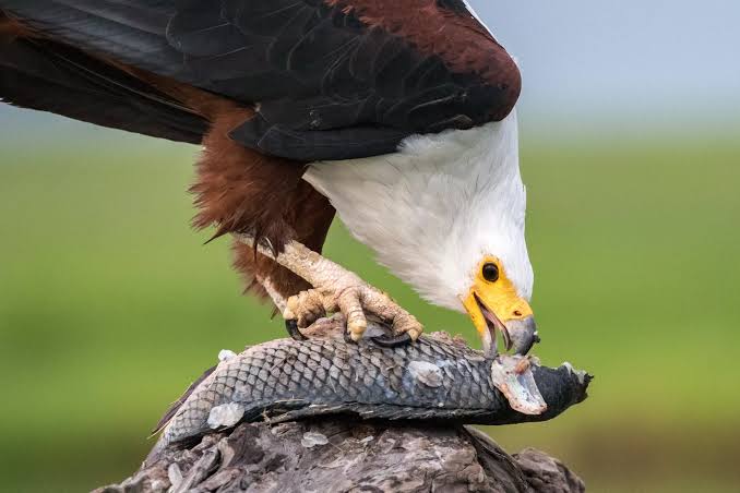 African Fish Eagle