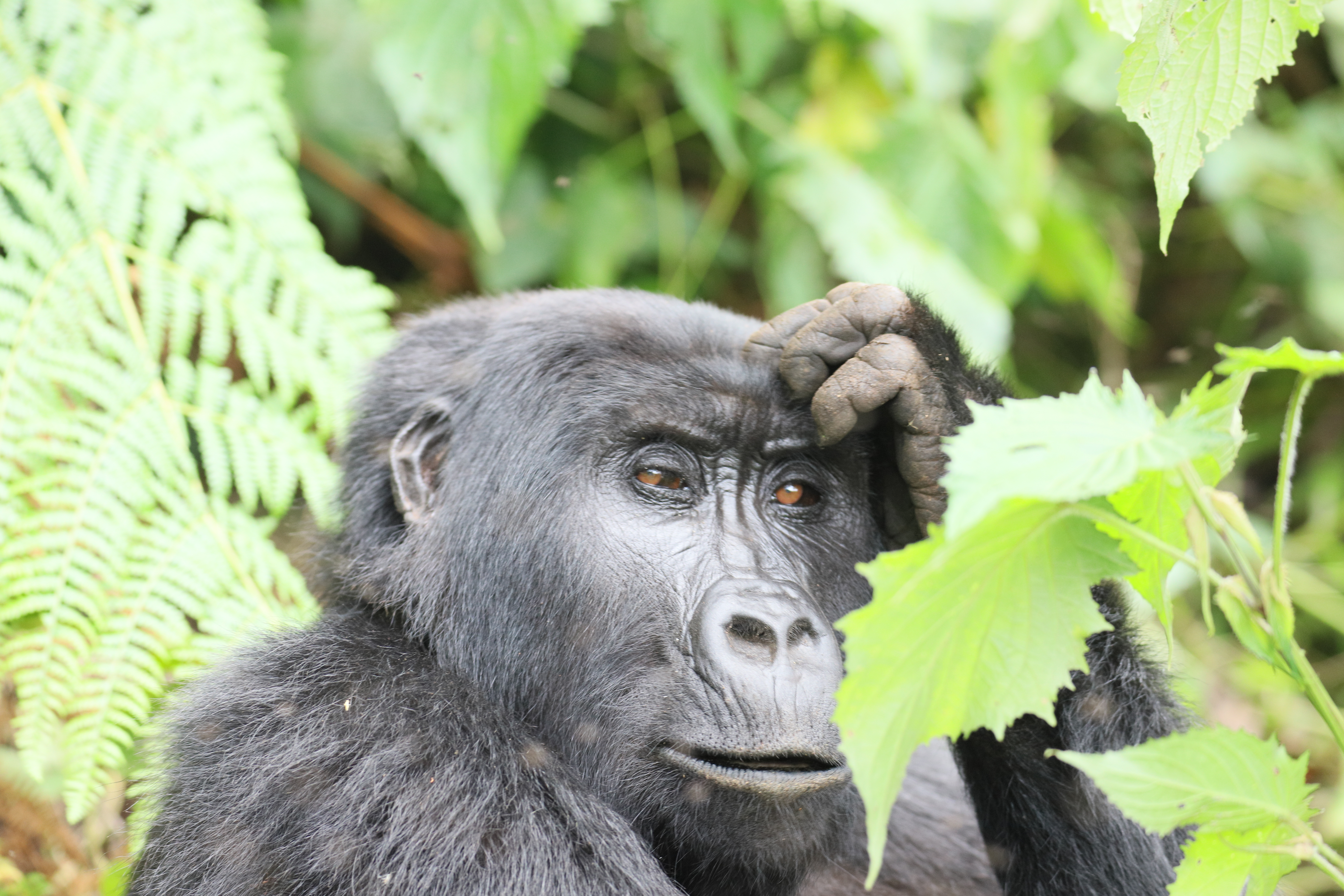 Gorilla Trekking Safari Uganda