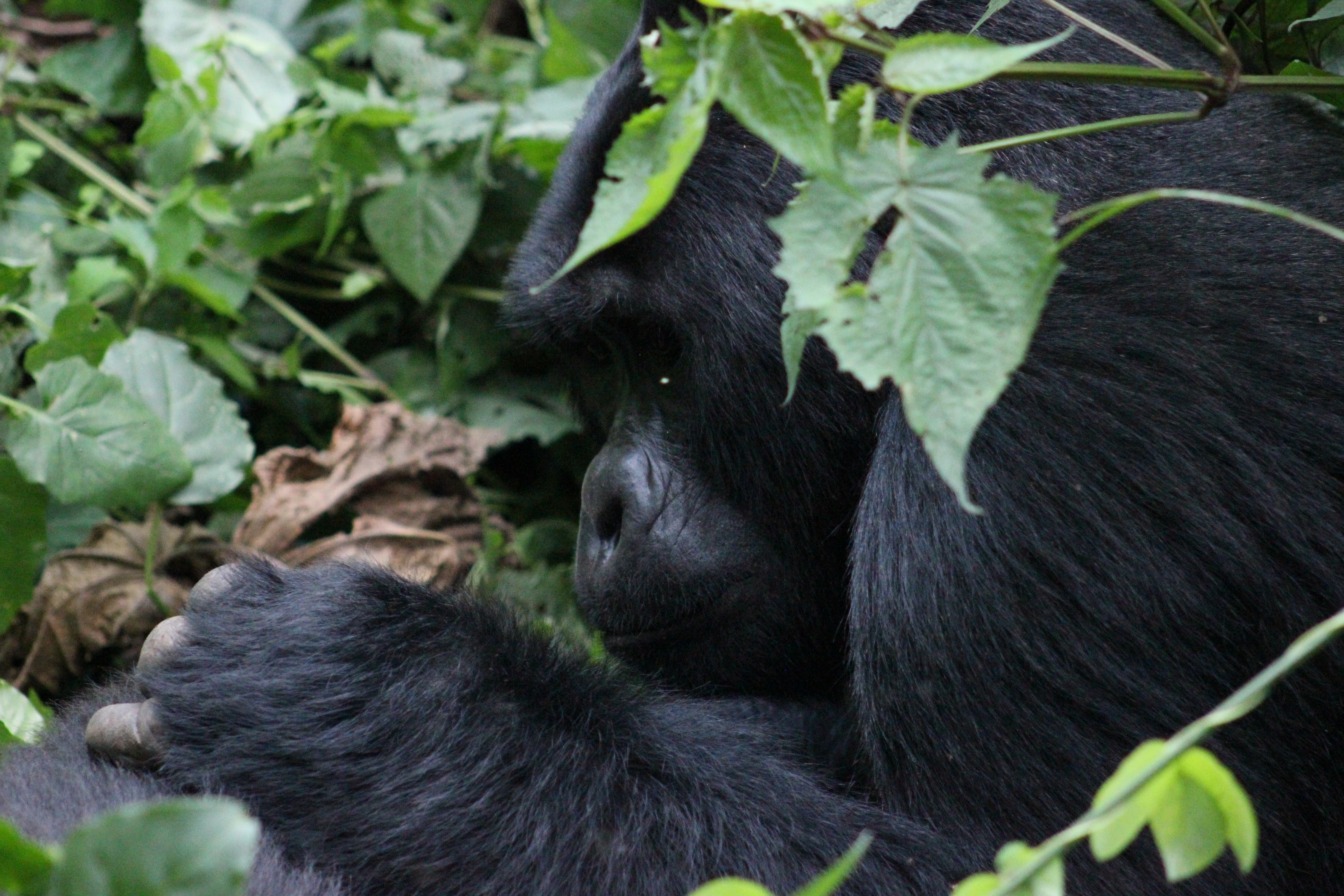 3-Day Gorilla Trekking