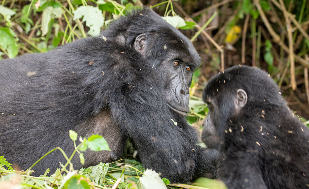 Bwindi Forest