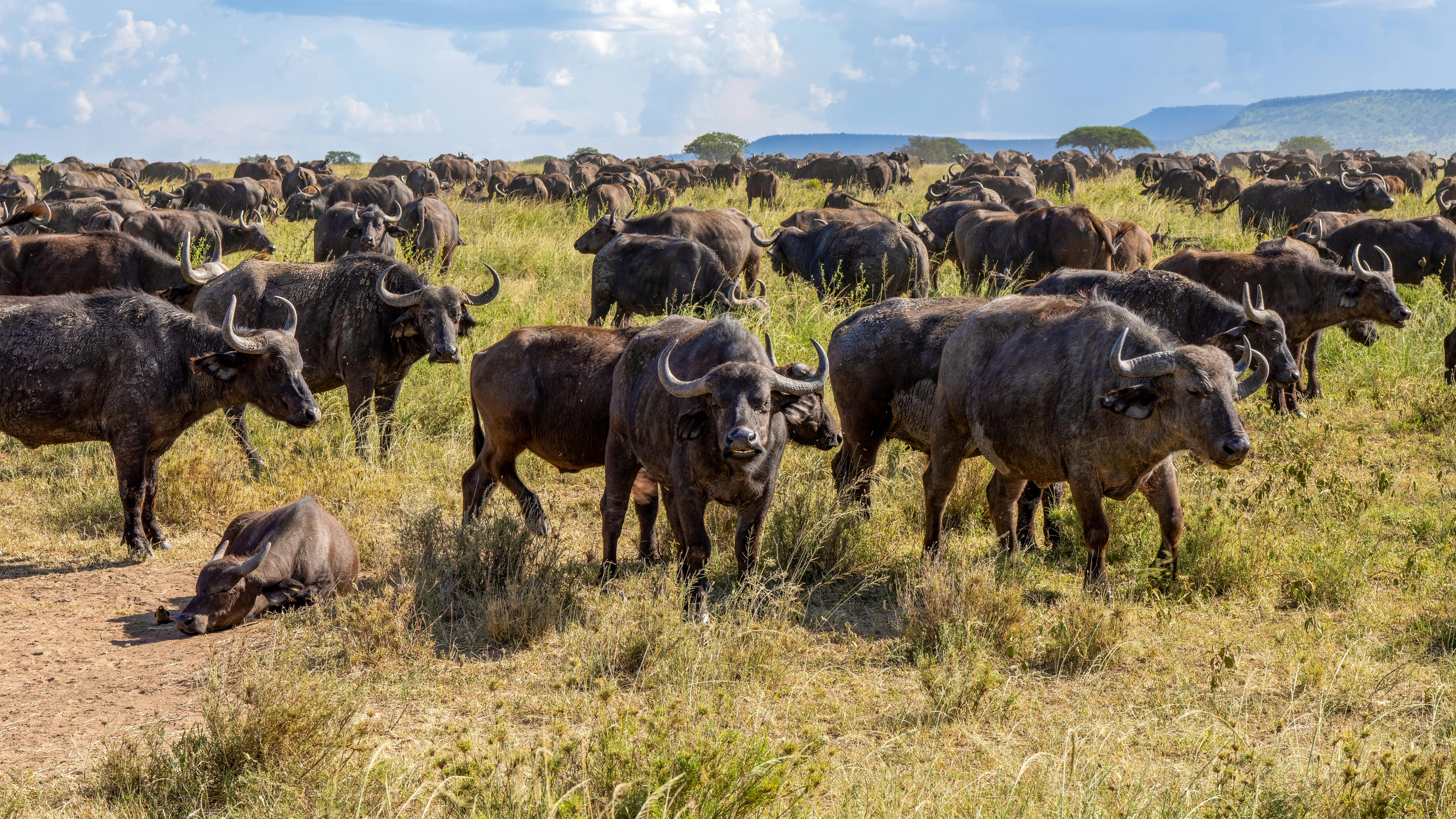 Wildebeest Migration East Africa