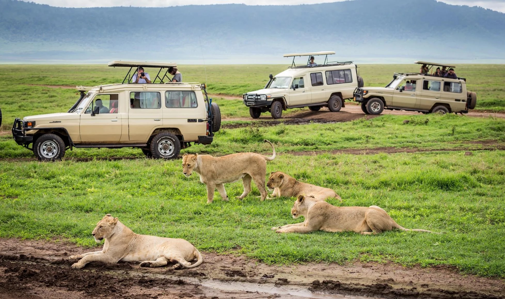 Wildlife Tourism Guide