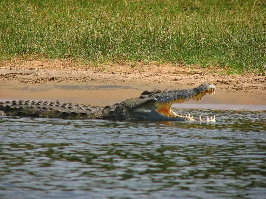 Nile Crocodiles