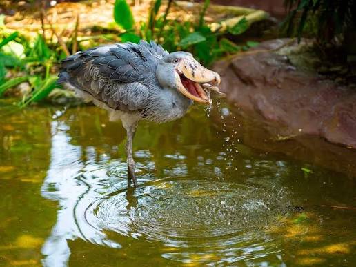 Shoebill Stork