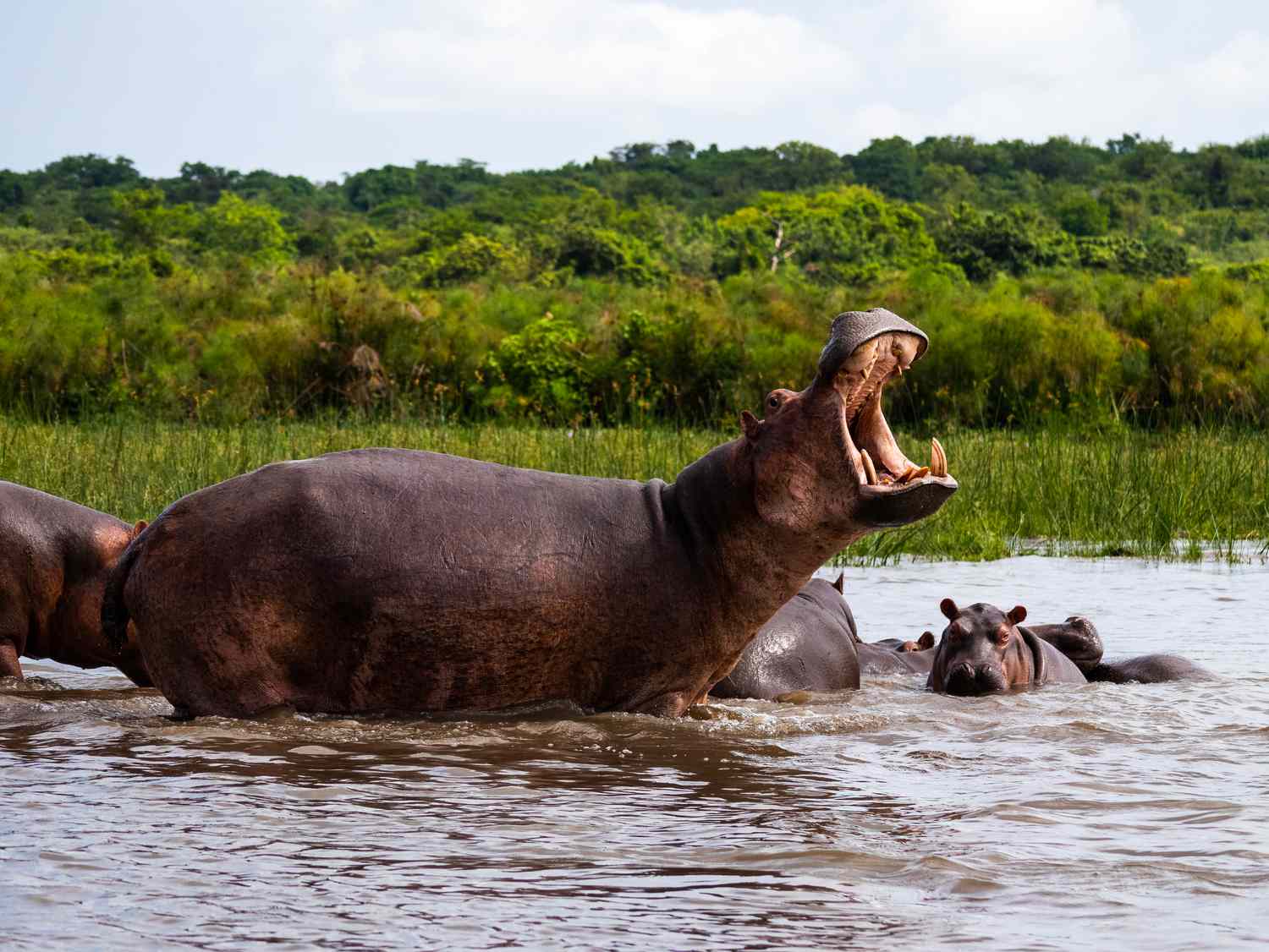 Nile Hippos
