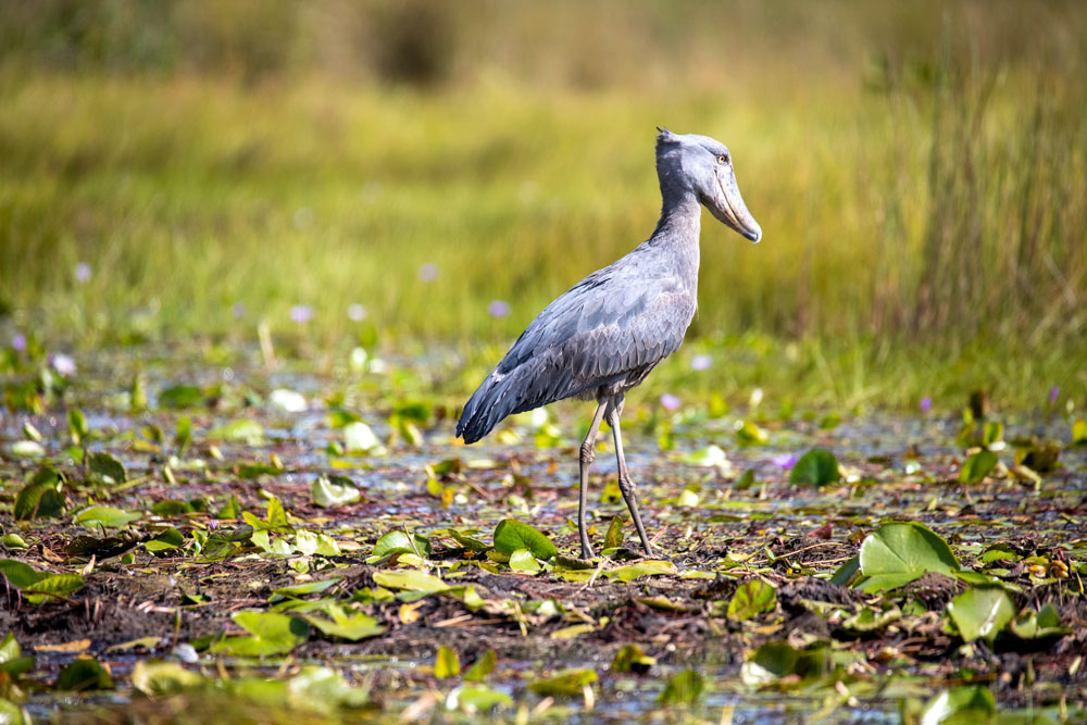 Shoebill and Birding Safari
