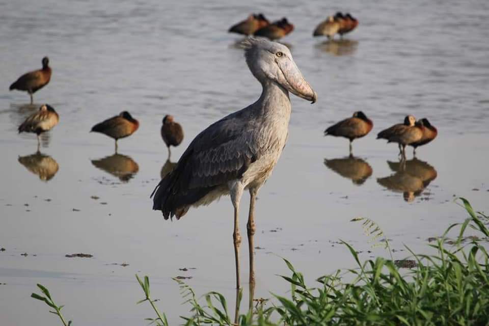 Semliki Wetlands Uganda