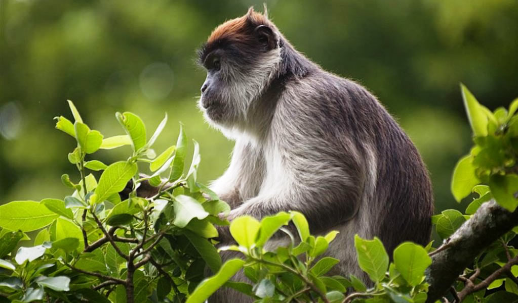 Primates and Big Five Safari