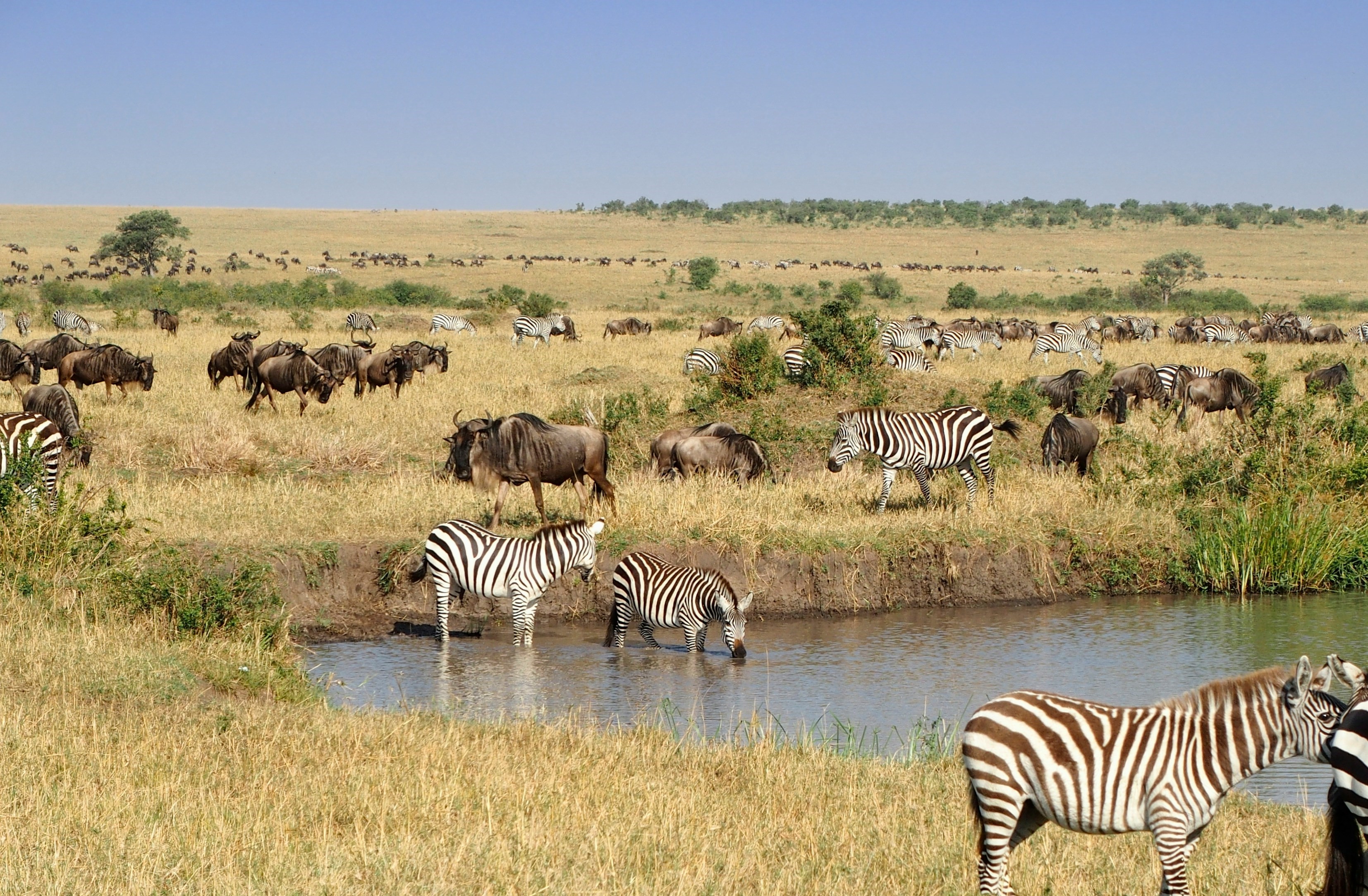 Mara River Crossing