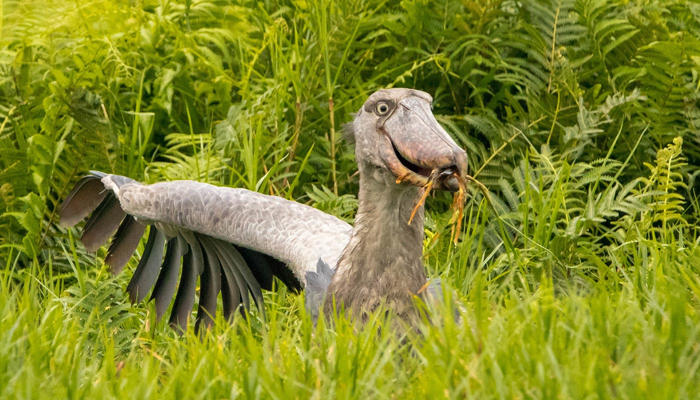 10-Day Uganda Safari